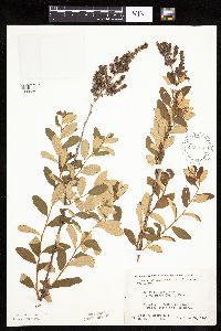 Spiraea tomentosa image