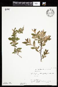 Spiraea tomentosa image