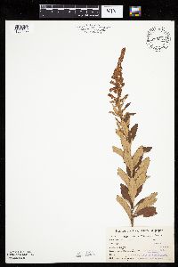 Spiraea tomentosa image