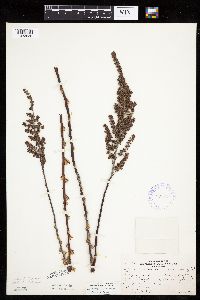 Spiraea tomentosa image