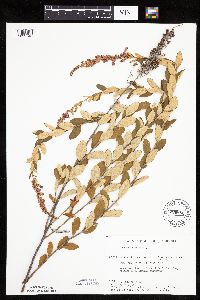Spiraea tomentosa image