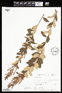 Spiraea tomentosa image