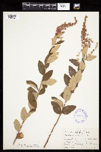 Spiraea tomentosa image