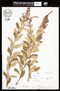 Spiraea tomentosa image