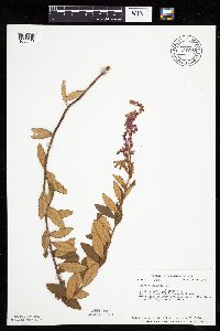 Spiraea tomentosa image