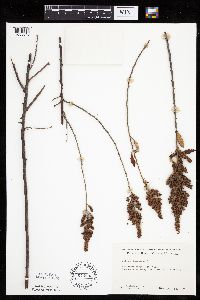 Spiraea tomentosa image