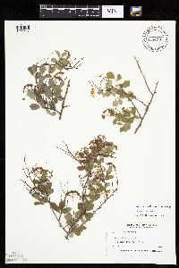 Spiraea x vanhouttei image