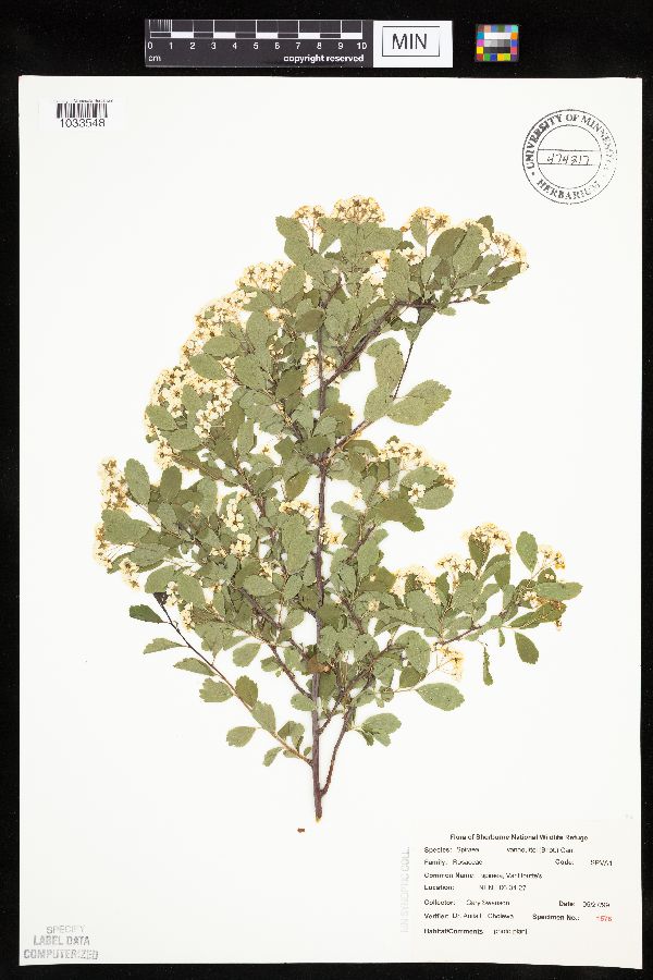 Spiraea x vanhouttei image