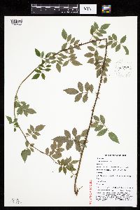 Image Associated With the Occurrence