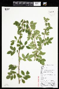 Rosa multiflora image