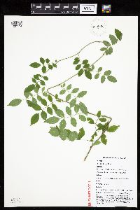 Rosa multiflora image