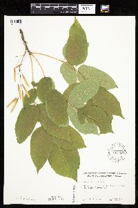 Fraxinus americana image