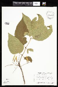 thumbnail image of current specimen