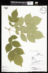 Fraxinus americana image