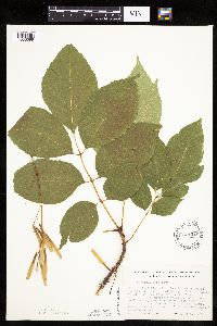 Fraxinus americana image