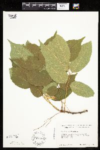 Fraxinus americana image