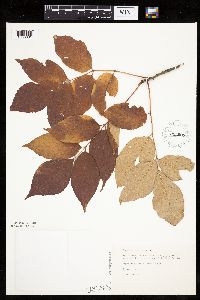 Fraxinus americana image