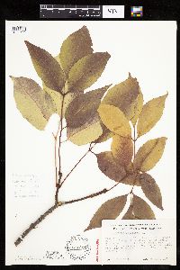 Fraxinus americana image