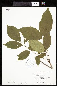 Fraxinus americana image