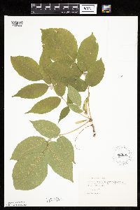 Fraxinus americana image