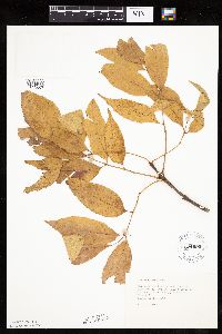 Fraxinus americana image