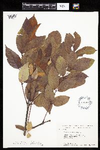 Fraxinus americana image