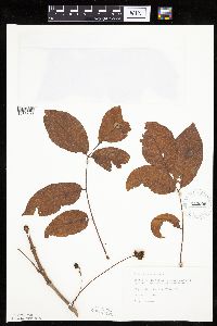 Fraxinus americana image