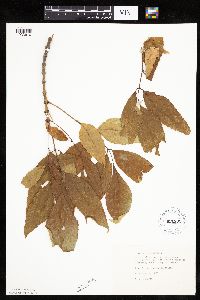 Fraxinus americana image