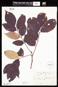 thumbnail image of current specimen