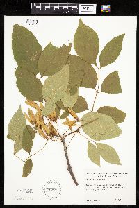 Fraxinus americana image