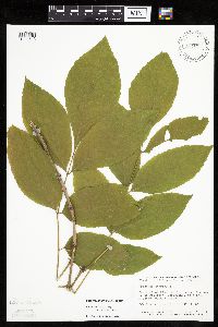 Fraxinus americana image