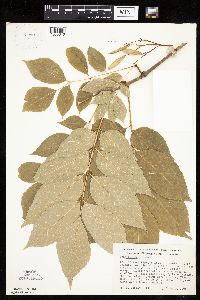 Media resource of Fraxinus americana