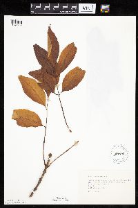 Fraxinus americana image