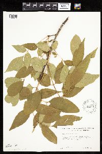 Fraxinus americana image