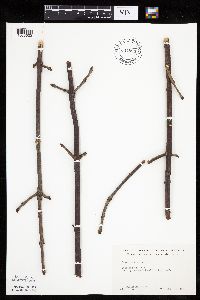 Fraxinus americana image