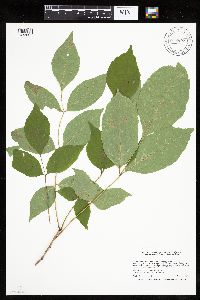 Fraxinus americana image