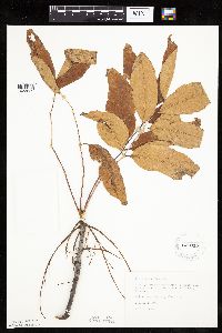Fraxinus americana image