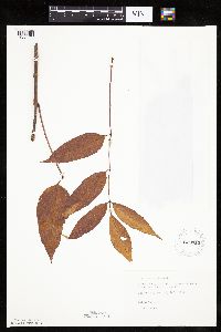thumbnail image of current specimen