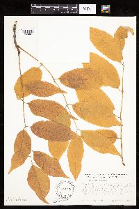 Fraxinus americana image