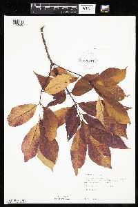 Fraxinus americana image