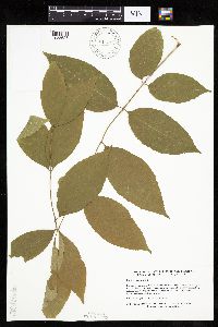 Fraxinus americana image