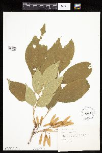 Fraxinus americana image