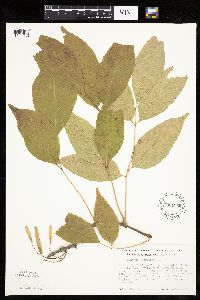 Fraxinus americana image