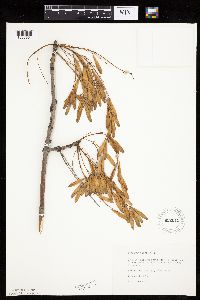 Fraxinus americana image
