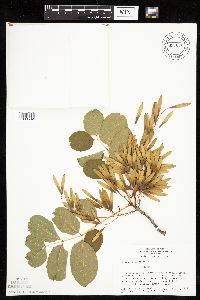 Fraxinus americana image