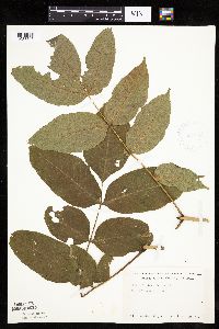 Fraxinus nigra image