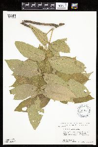 Fraxinus nigra image
