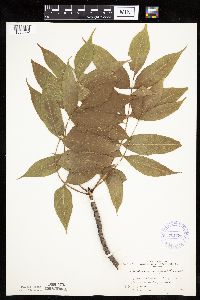 Media resource of Fraxinus nigra
