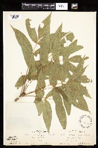 Fraxinus nigra image