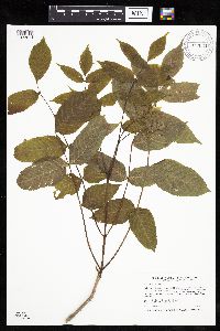 Fraxinus nigra image